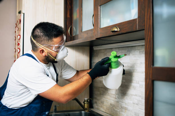 Best Flea Control Services  in Mint Hill, NC