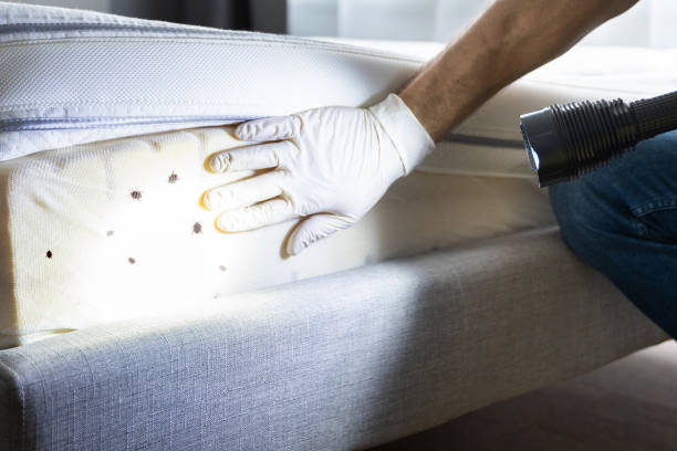 Best Best Pest Control Near Me  in Mint Hill, NC