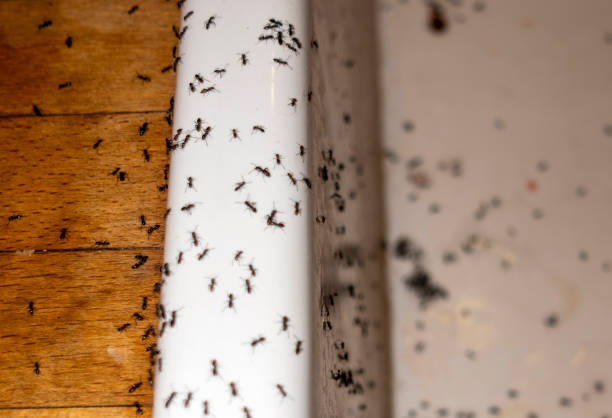 Best Wasp Removal Services  in Mint Hill, NC