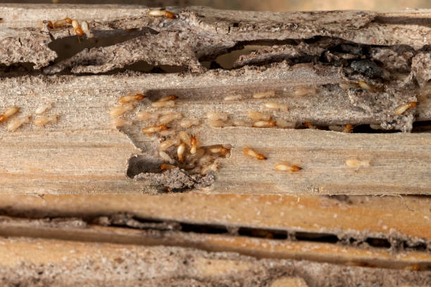 Best Pest Control Near Me in Mint Hill, NC